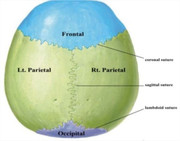 norma-verticalis-Ecosia-Google-Chrome.jp