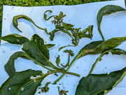 PXL_20240718_134854061