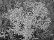 ADP Free party Balscha 2009 070