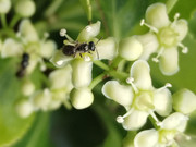 Bee_20230604_143643535_cropped