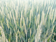 IMG-1d83d0f69c32d0048a4fe432778a214e-V