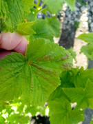 IMG_20250421_070946_075