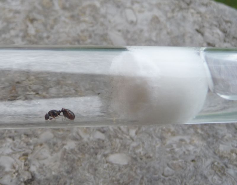 2707-Tetramorium-dead.jpg