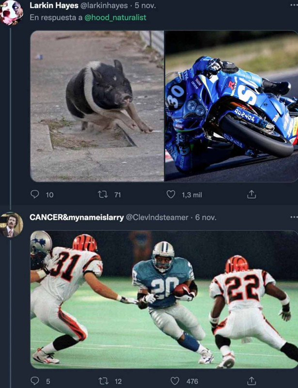 Cerdo desata persecución policíaca y las imágenes son bastante divertidas