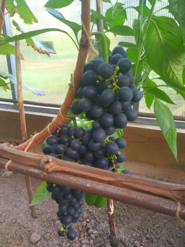 Эстер фото от 22.08.2018.