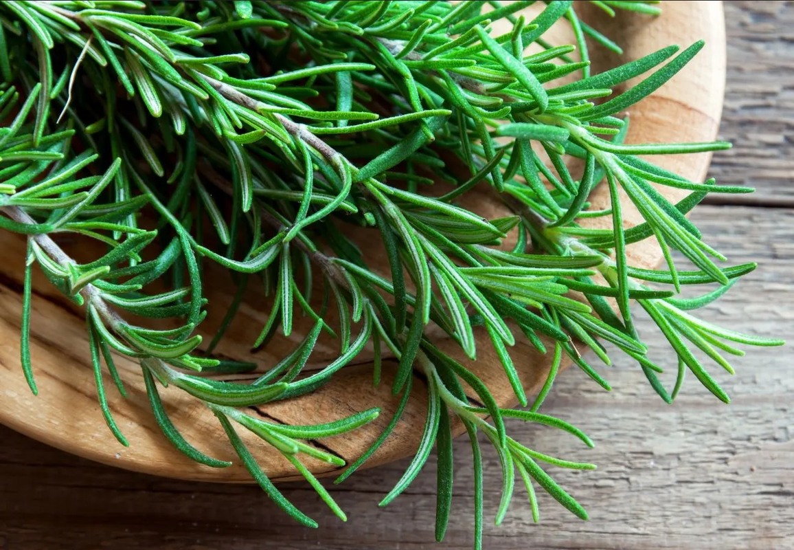 ¿Qué enfermedades previene el romero? Así puedes aprovechar sus beneficios