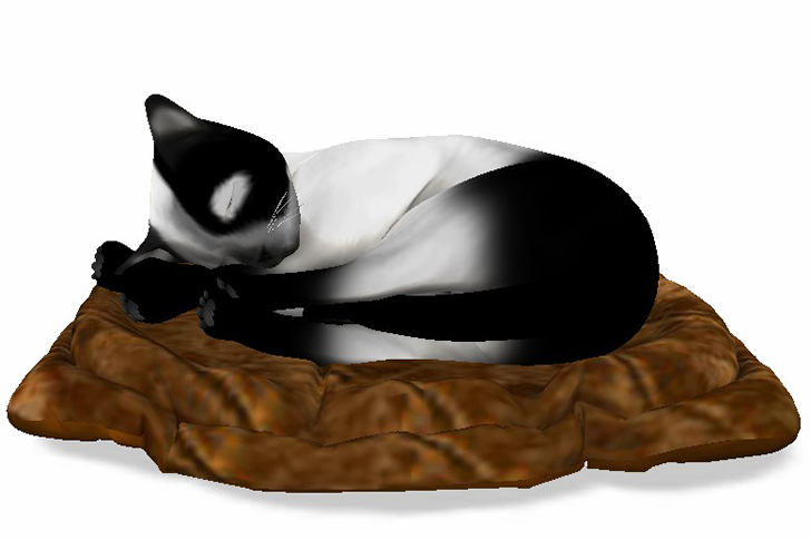black-white-cat-brown-blanket