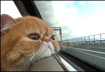 Funny-Cat-GIF-Broken-cat-exe-is-no-longer-working-He-looks-totally-mesmerized-by-something-ok-ca.gif