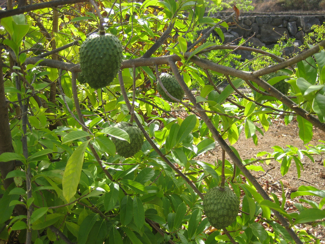 IMG_7300 Annona marcgravii