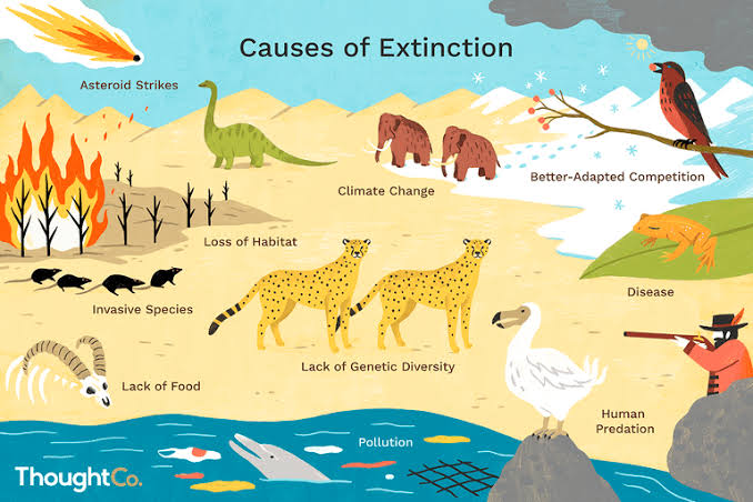 causes of extintion