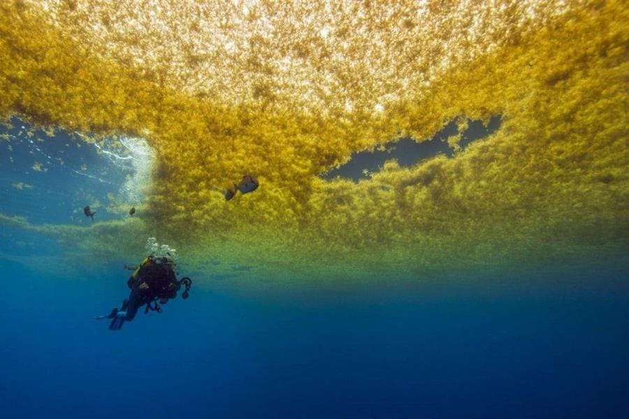 Интересные факты про Саргассово море - уникальный водоём без берегов Интересные факты про Саргассово море - уникальный водоём без берегов