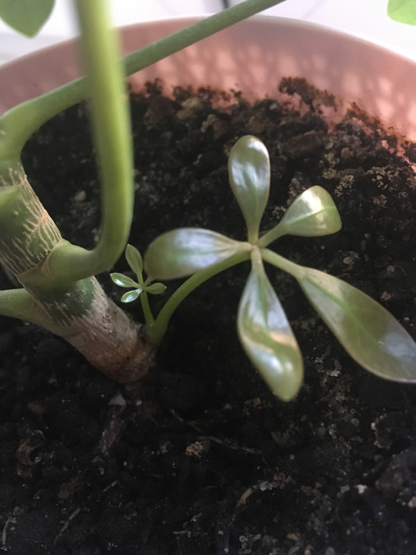 6968DFD2-0ED6-4DAF-9FB7-C3F778A48177