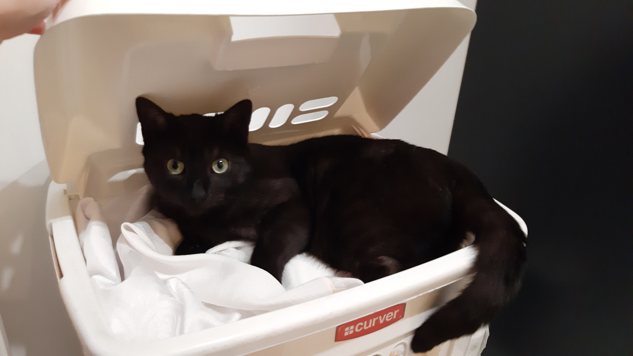 a photo of a cat in a laundry bin