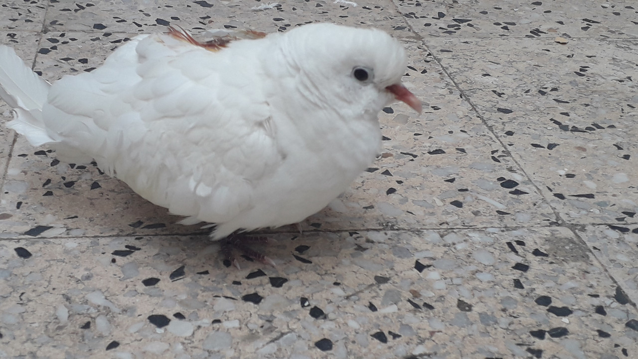 صورة