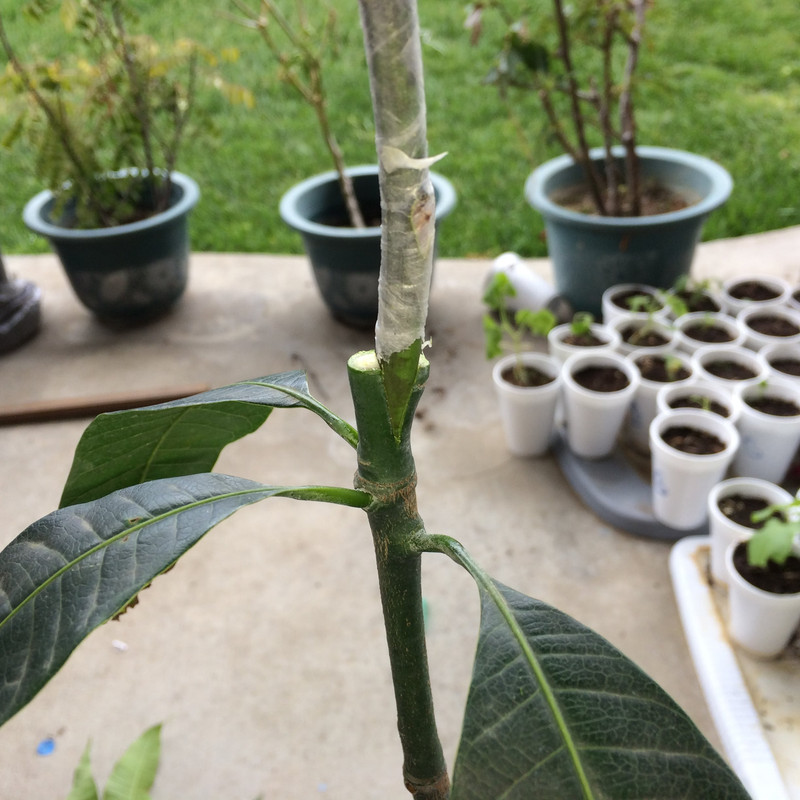 inserting_scion_into_rootstock