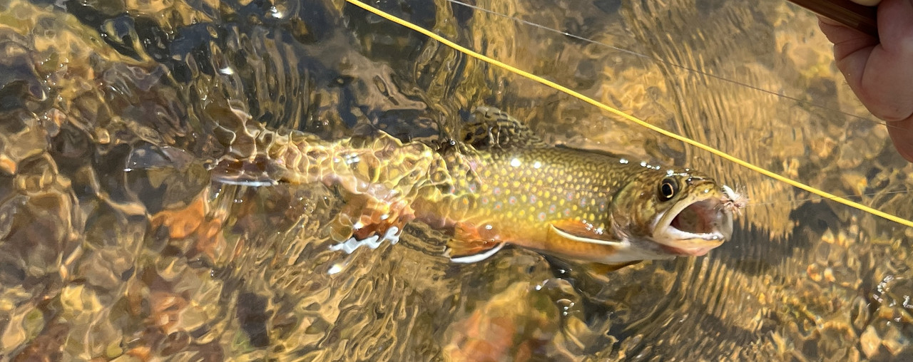 Brookie - Yellowstone River Sept 2022