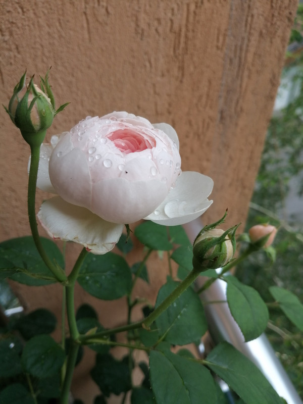 IMG_20190619_183237