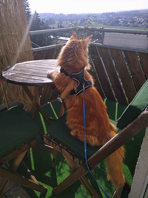 maine coon harness