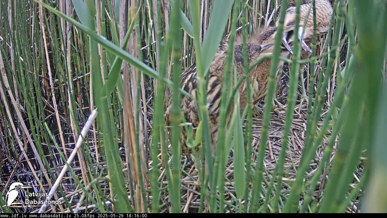 LDF Lielais dumpis (Botaurus stellaris) Zemītes pagastā 18-2-25 screenshot