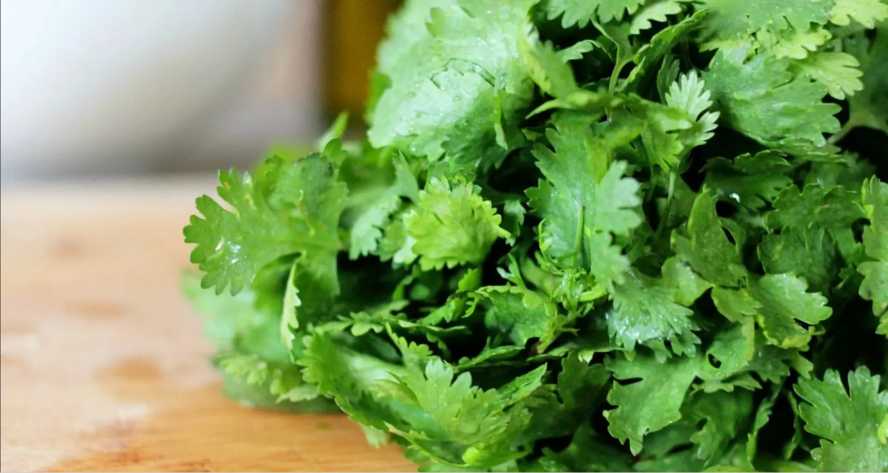 ¿Cómo mantener el cilantro fresco por más tiempo?
