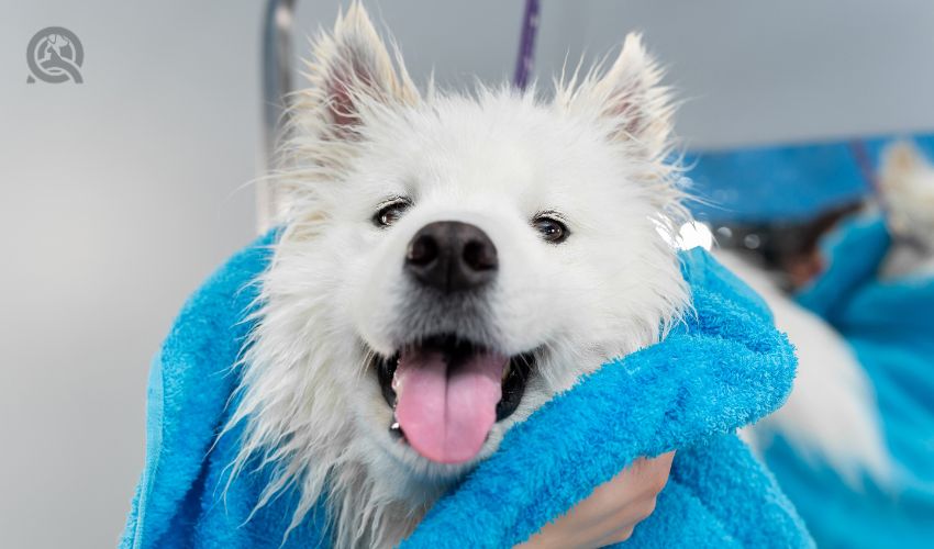 The Cons Of Being A Dog Groomer