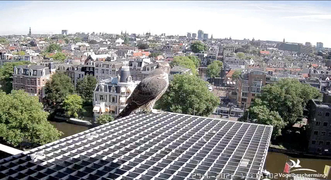 amsterdam - Amsterdam/Rijksmuseum screenshots © Beleef de Lente/Vogelbescherming Nederland - Pagina 34 Video-2022-06-29-111950-Moment-3