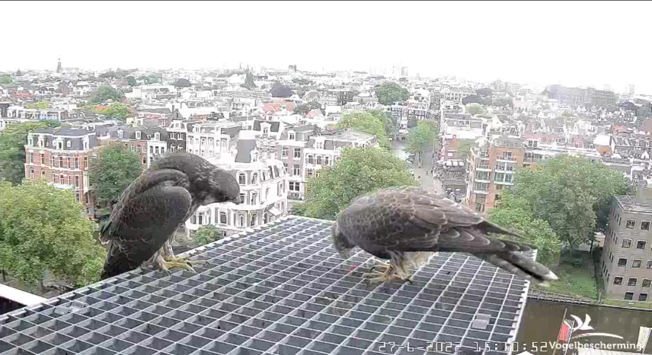 Amsterdam/Rijksmuseum screenshots © Beleef de Lente/Vogelbescherming Nederland - Pagina 33 Video-2022-06-27-151301-Moment-4