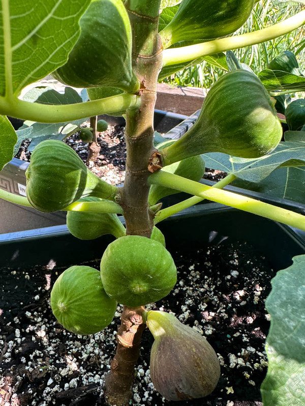figs-17.jpg