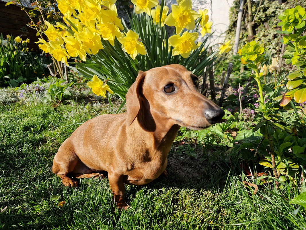 [Image: Nella-jonquilles.jpg]