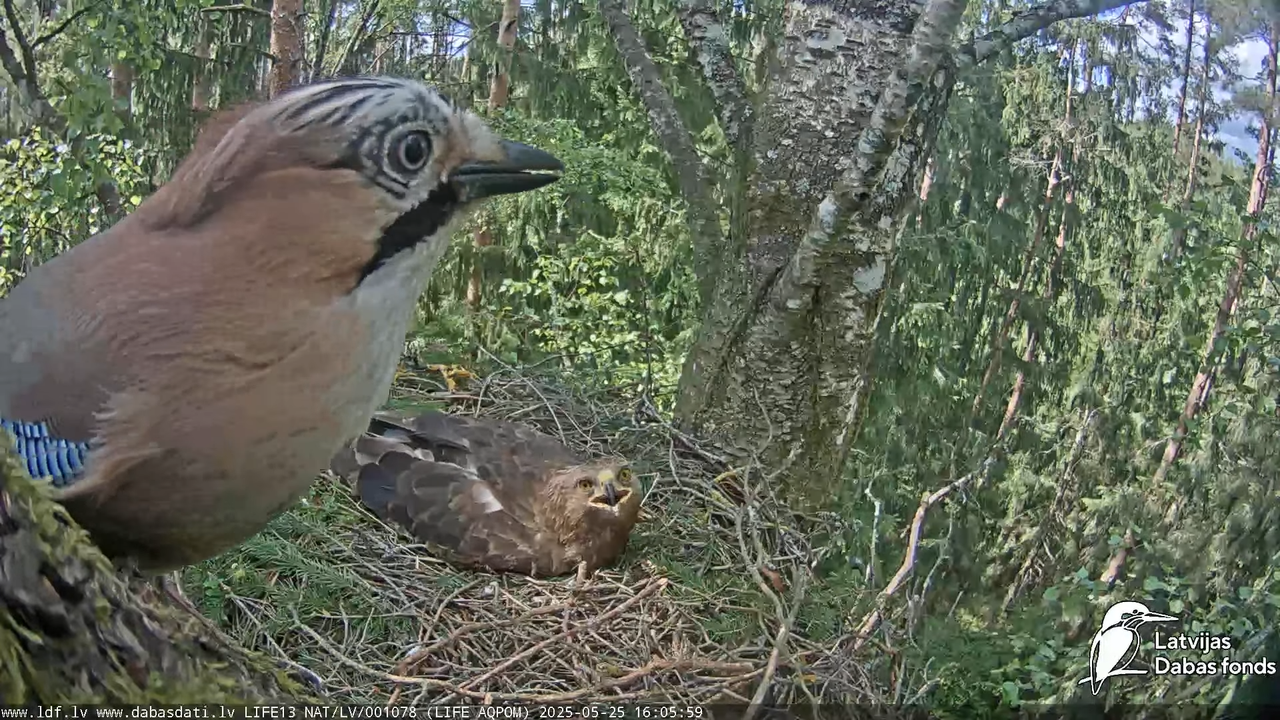 Mazais ērglis (Clanga pomarina), ligzda bērzā 16-28-24 screenshot