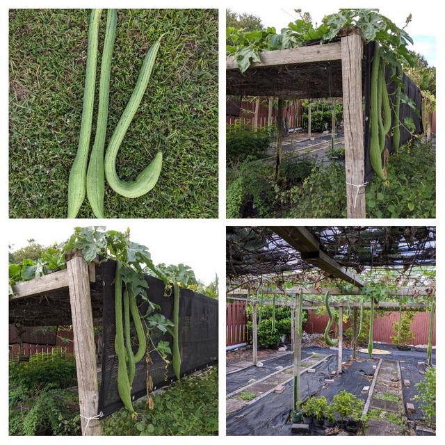 [Image: 20191008-185220-COLLAGE.jpg]