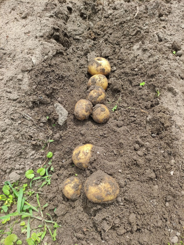 kartoffeln-2.jpg