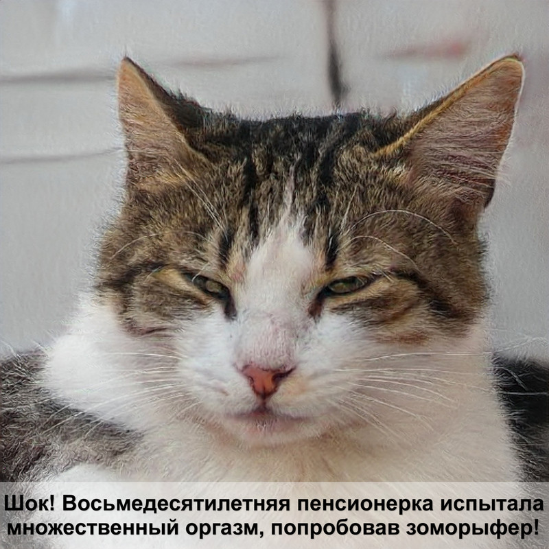 кошка подволакивает задние лапы