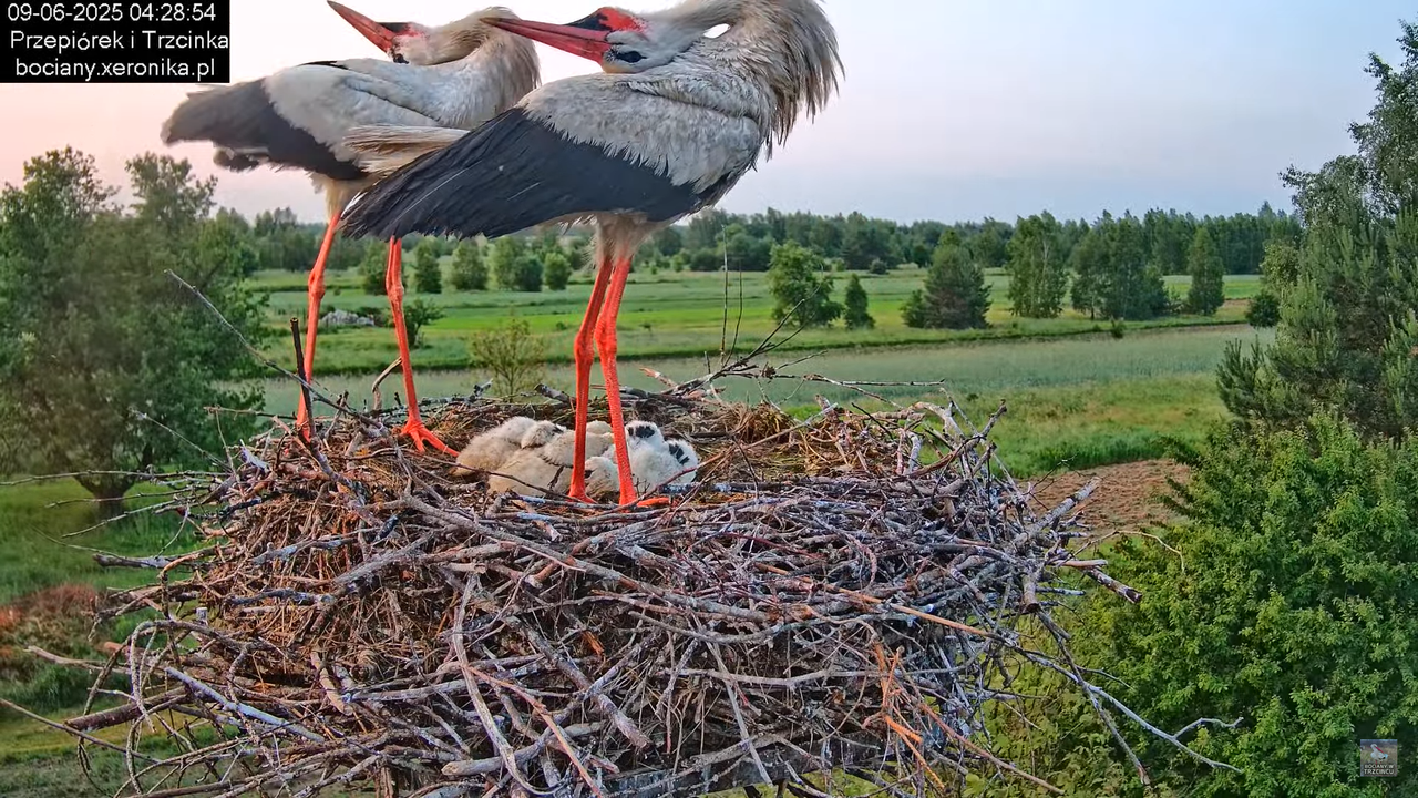 09062025bociany8
