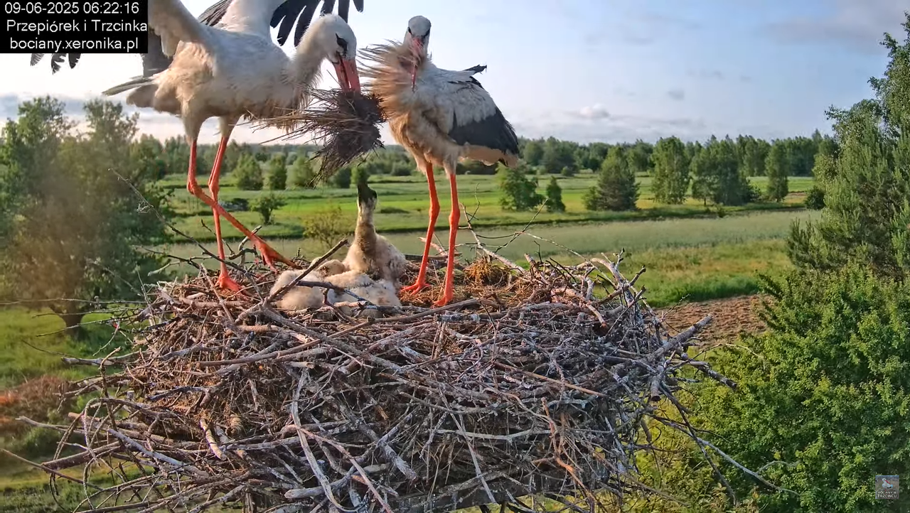 09062025bociany17