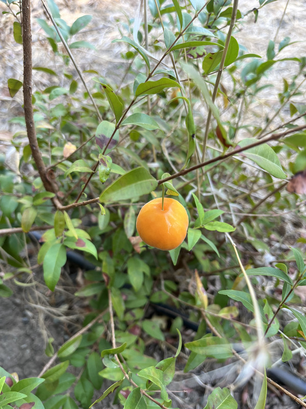 IMG 4706