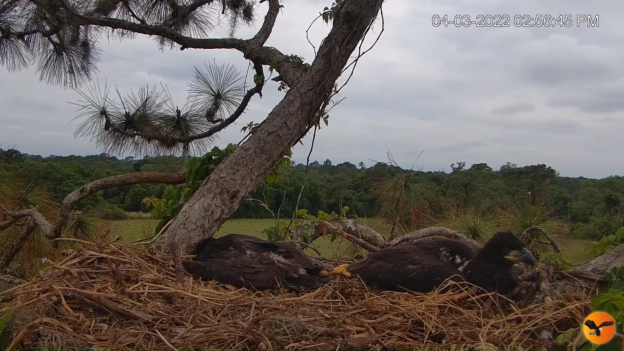 EC Nest Cam 1-5-11 screenshot (1)