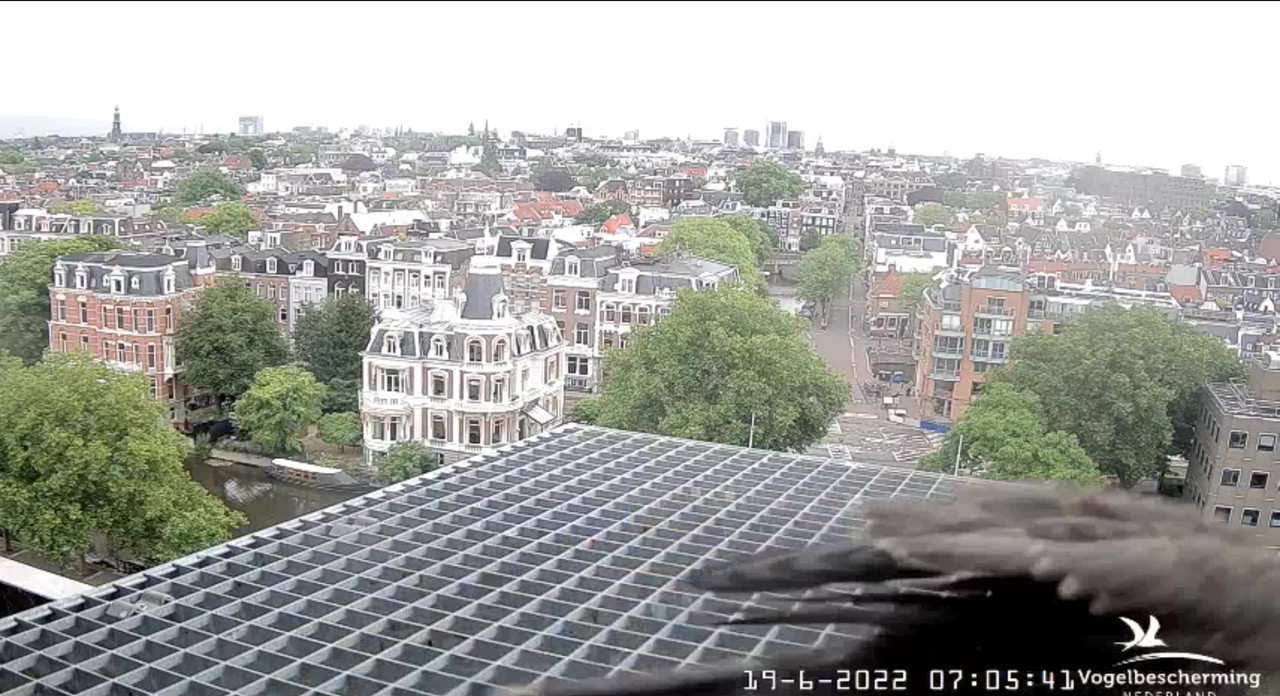 Amsterdam/Rijksmuseum screenshots © Beleef de Lente/Vogelbescherming Nederland - Pagina 29 Video-2022-06-19-070646-Moment-4