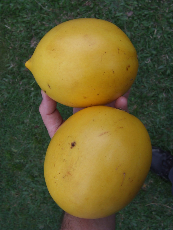 DSCF5726