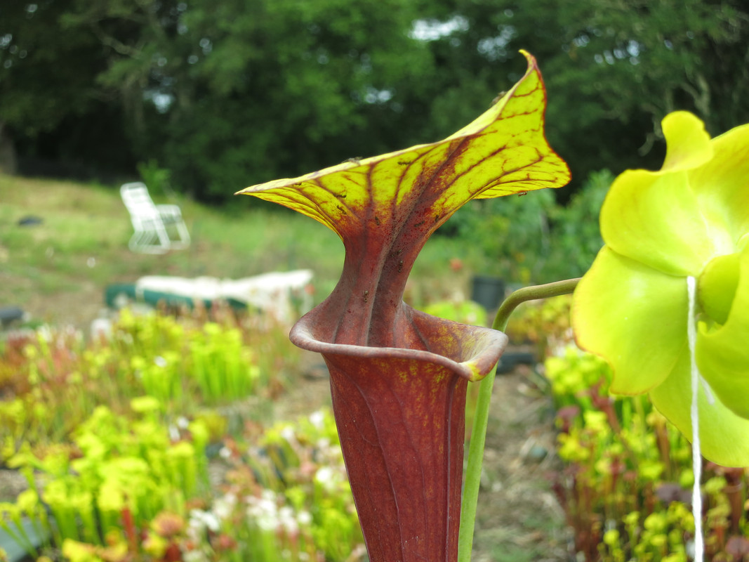 Solid red throat, 2019-05-23 — repotted with winter phyllodia kept on; full color