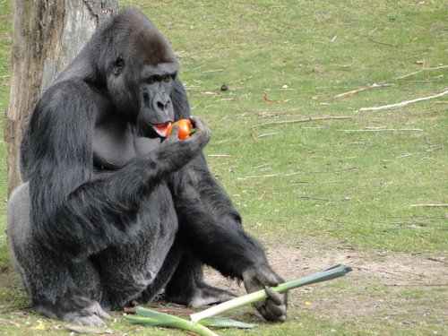safaripark-beekse-bergen-gorilla-etend.jpg