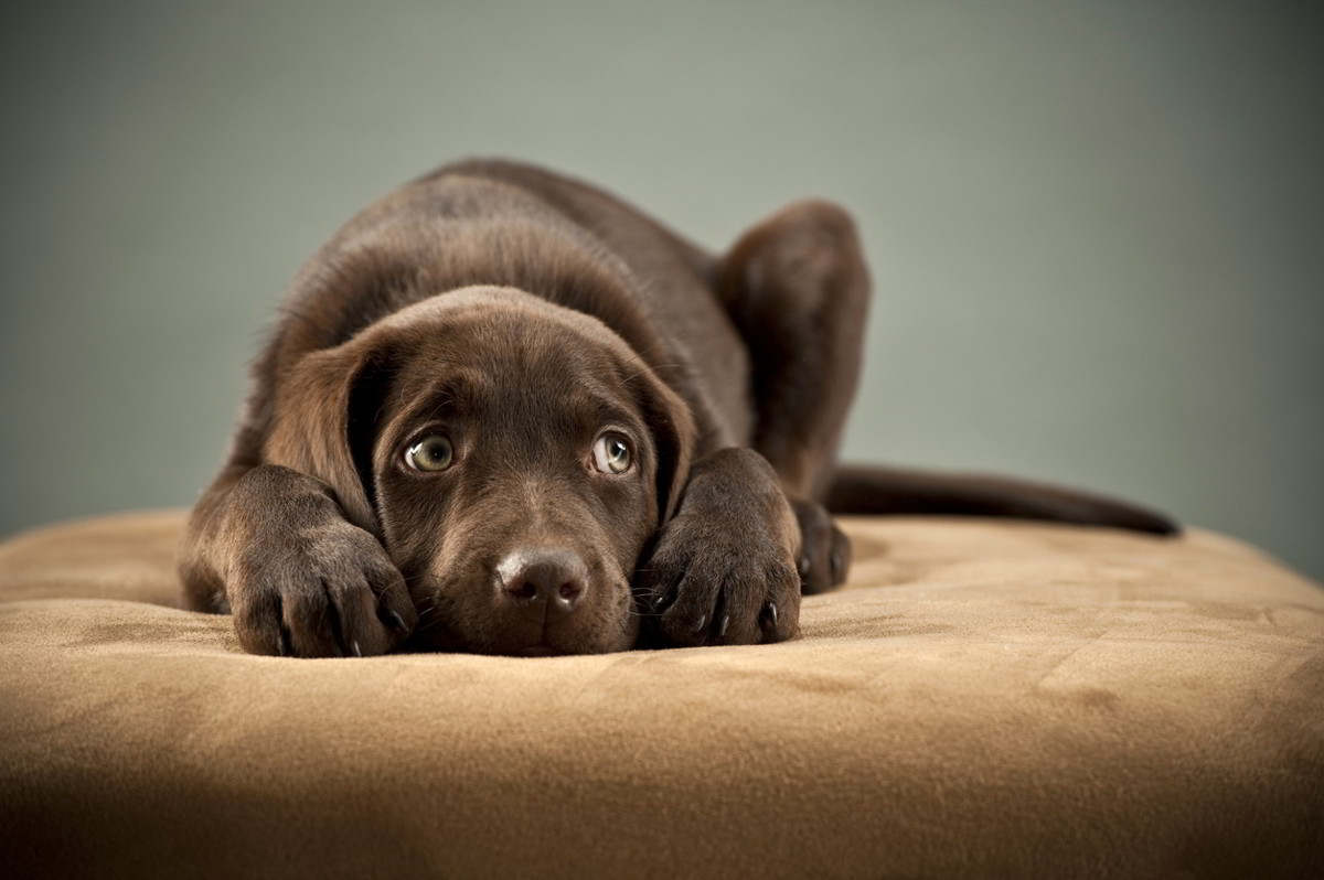 SOS stress da rientro per il cane