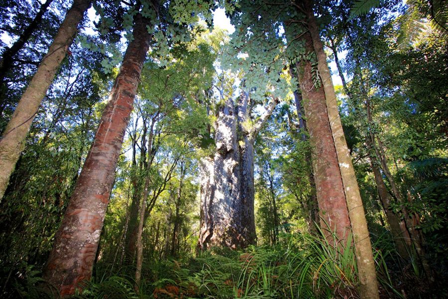 new zealand waipoua forest