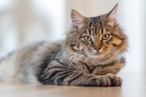 Pet Food Storage For Cats