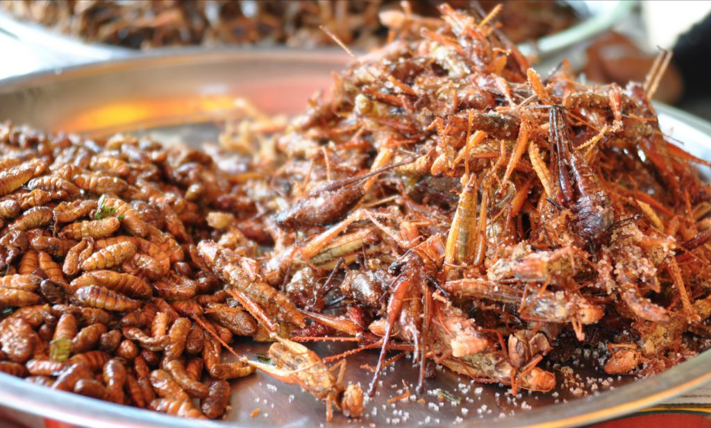insects-on-plate-1024-617-80-c1.jpg