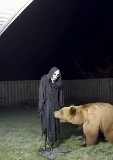 Bär schnüffelt an Helloween-Skelett Bär schnüffelt an Helloween-Skelett