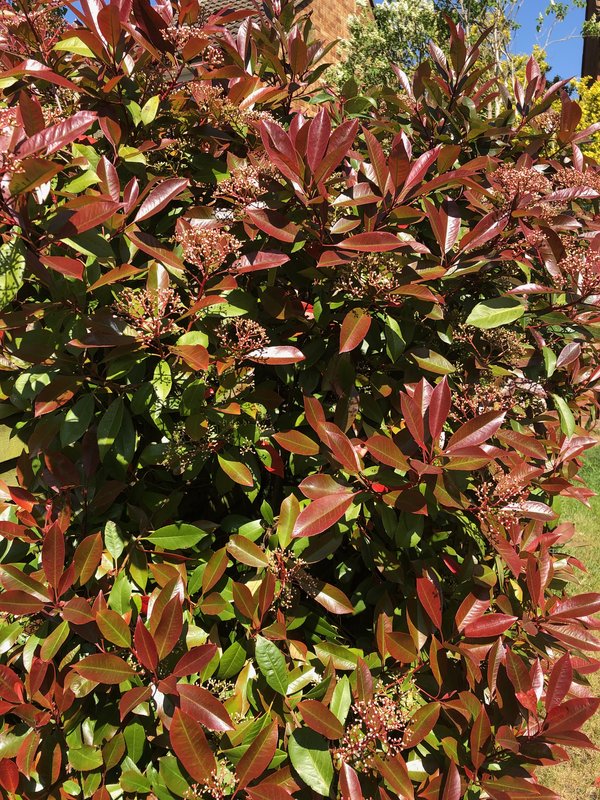 red-robin-forsythia-garden-april23rd-2020.jpg