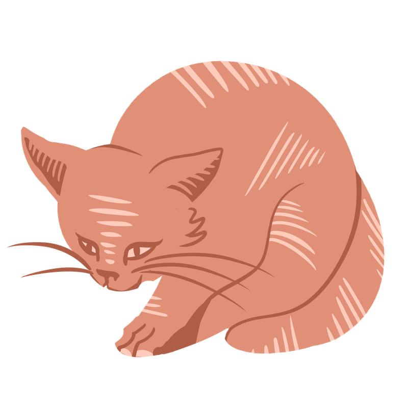 cat