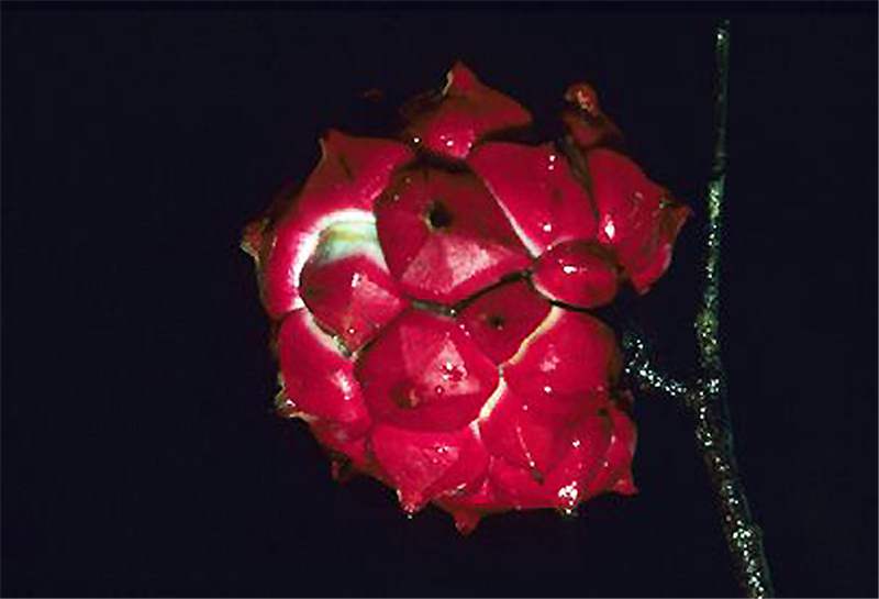 duguetia_confusa