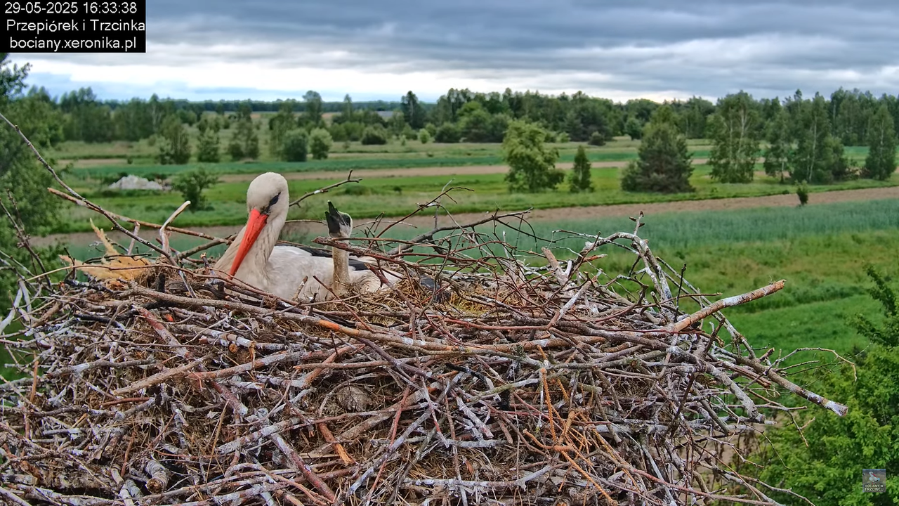 29052025bociany24